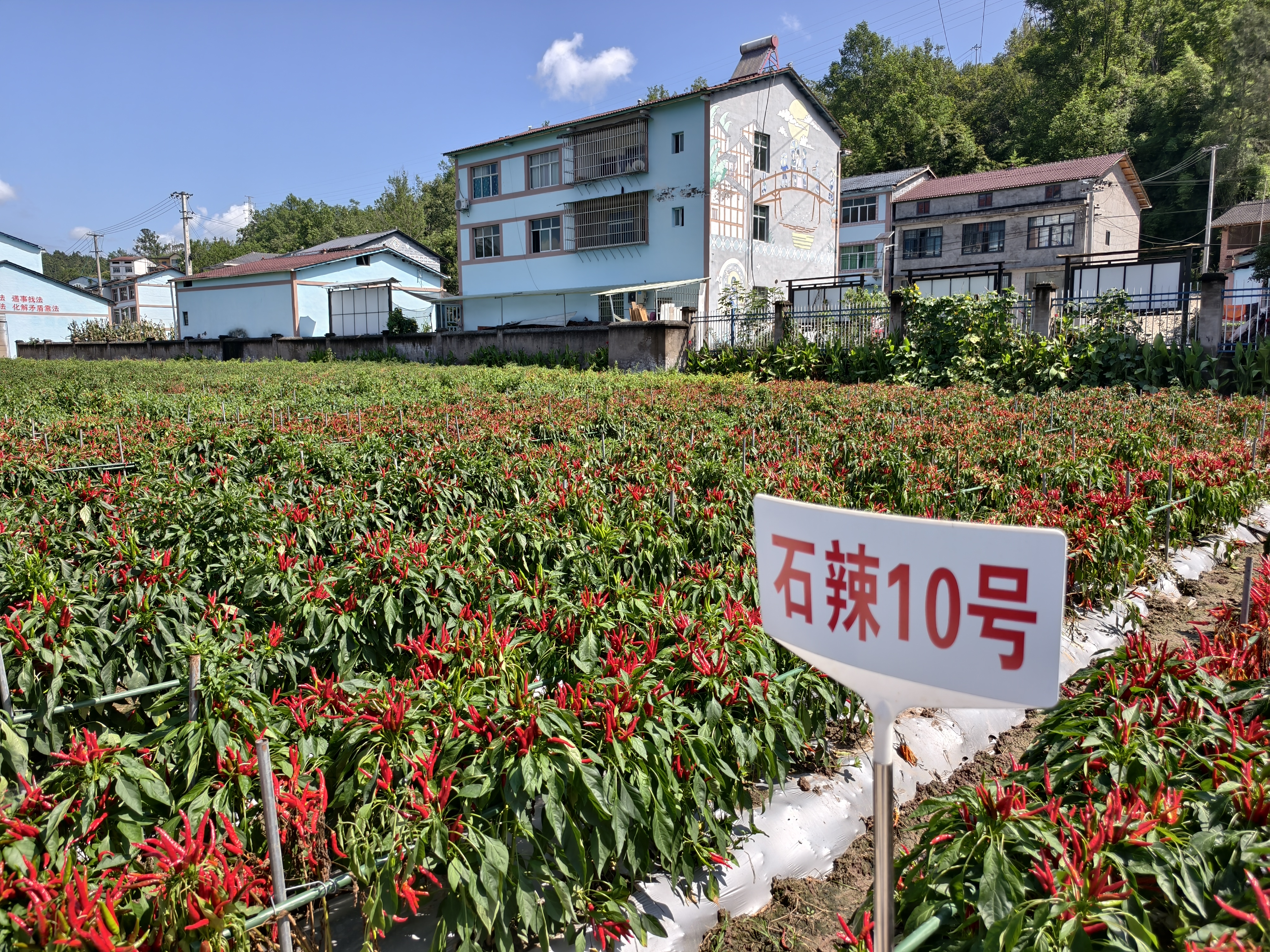 全国性辣椒盛会在石柱召开 探讨“中国辣椒之乡”转型之道2.jpg